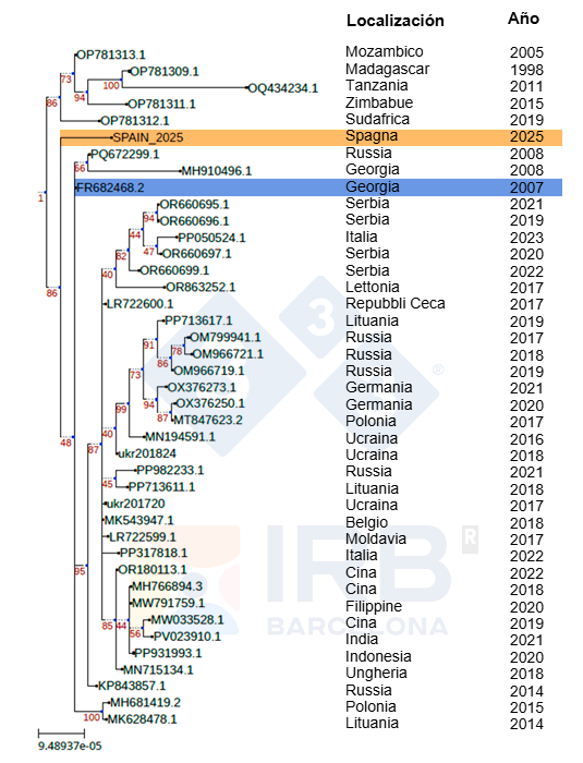 Figura 1. Relazione filogenetica del ceppo Sp25 (contrassegnato in arancione) con altri isolati VPSA africani ed europei dopo l'introduzione del ceppo Georgia 2007 (contrassegnato in blu) in Europa. Autori: Dr. Toni Gabald&oacute;n e Marina Marcet-Houben (IRB)
