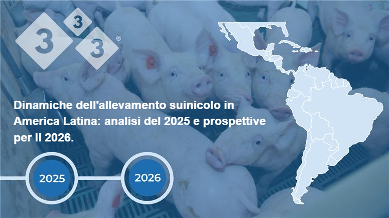 Dinamiche dell'allevamento suinicolo in America Latina: analisi del 2025 e prospettive per il 2026.
