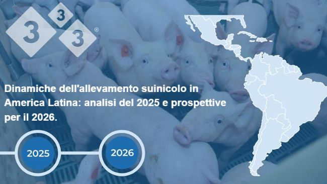 Dinamiche dell'allevamento suinicolo in America Latina: analisi del 2025 e prospettive per il 2026.