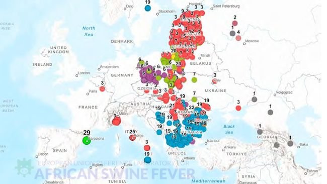 Distribuzione geografica dei sottogruppi genetici di VPSA di genotipo II in Europa, con particolare evidenza del gruppo genetico 29 rilevato in Spagna (Fonte: EURL-ASF).