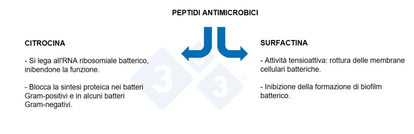 Grafico 3: Proprietà dei peptidi antimicrobici