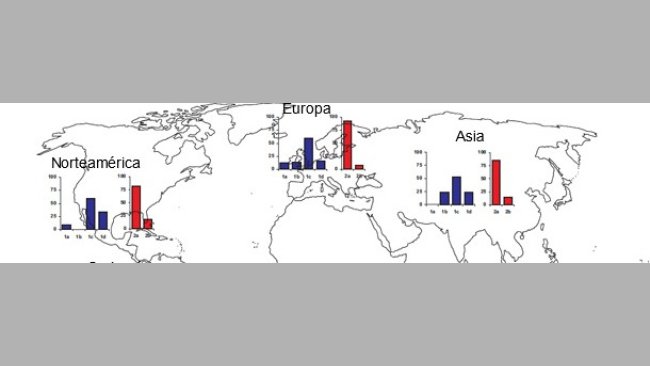 Prevalenze geografiche di differenti ceppi di TTSuV