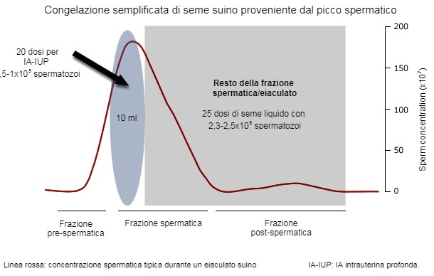 Un tipico eiaculato di verro presenta 3 frazioni distinte che dipendono, tra i vari parametri, dalla concentrazione spermatica (rappresentata qui con una linea rossa)
