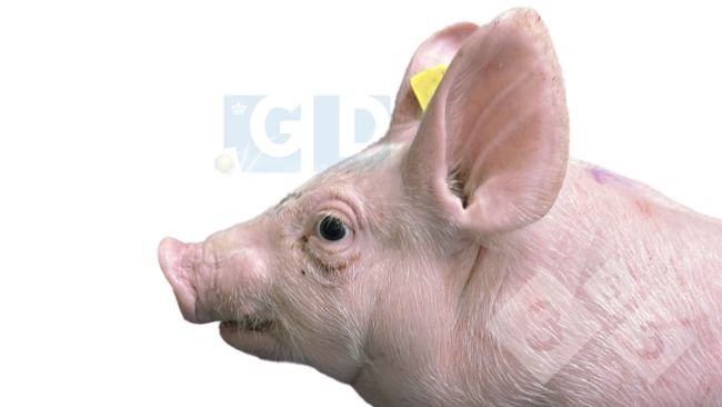 Foto 1. Lechón afectado de 4 semanas de edad que muestra protrusión ocular y estrabismo, inflamación en el cuello y acortamiento de la mandíbula inferior. La piel del tórax presenta arañazos.