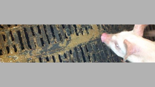 Diarrea in svezzamento