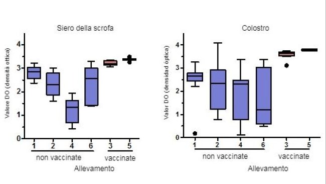 Livelli di anticorpi IgG specifici per PCV2 misurati mediante ELISA nel siero e colostro delle scrofe 