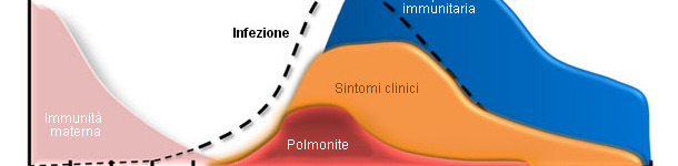 Mycoplasma hyopneumoniae: dynamics of infection and immunity