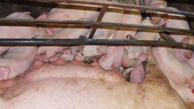 Hasta la fecha, la genómica ha tenido poco impacto en la producción comercial