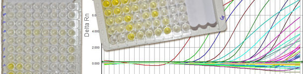 Sierologie per il PCV2 che distinguono  IgM da IgG e la q-PCR che informa la carica virale
