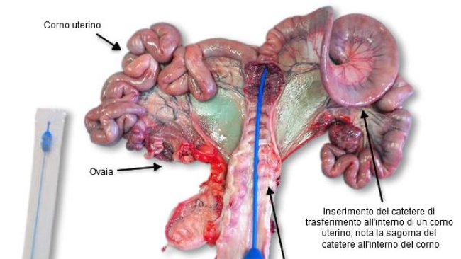 Apparato genitale della scrofa