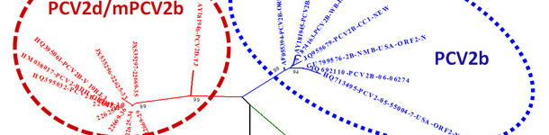 Relaci&oacute;n entre los principales genotipos de PCV2 basados en la comparaci&oacute;n de la ssecuencias ORF2
