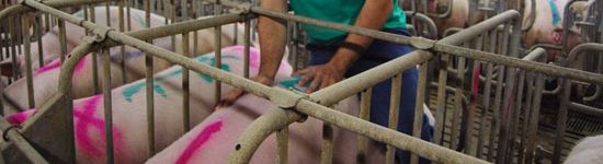 Il protocollo dei 5 punti