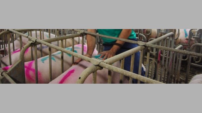 Il protocollo dei 5 punti