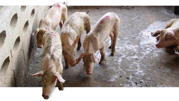 Lechones enfermos y retrasados en transici&oacute;n, con tasas de crecimiento muy pobres