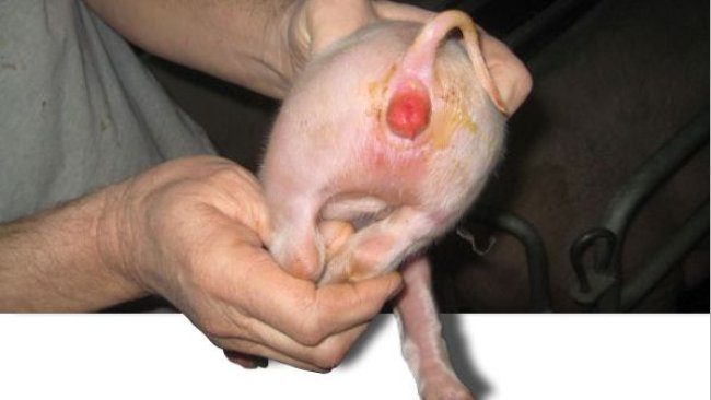 Tipico arrossamento vulvare da zearalenone durante la lattazione, é pure evidente la diarrea da coli