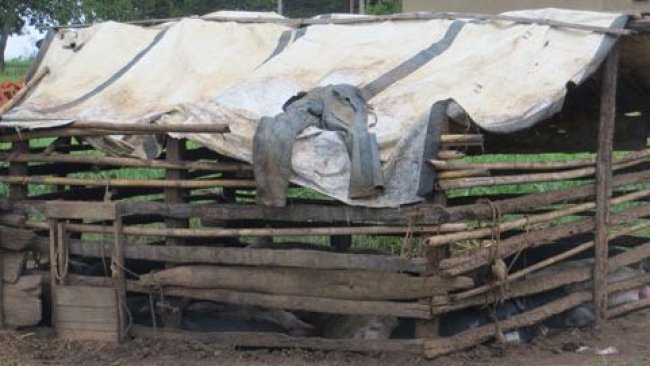 Ejemplo de un alojamiento porcino precario en Uganda