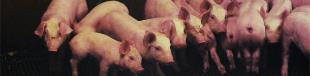 Lechones heterog&eacute;neos en un destete