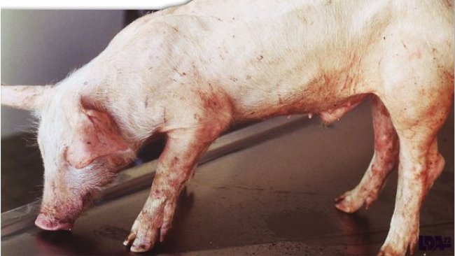 Lechón con desmedro