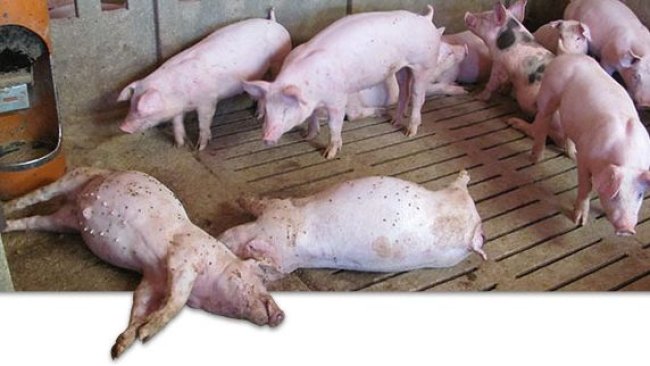 Cerdos muertos en la granja