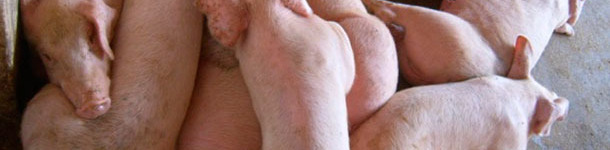 Cerdos afectados por HP-PRRSv