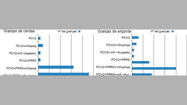 Co-sieropositività nei suini