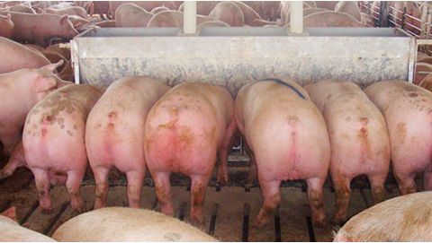 Comedero largo de 2,13 m (84"), con doce "plazas", de doble cara, con cerdos marcados (de casi 136 kg (300 lb)) que salieron hacia el matadero inmediatamente despu&eacute;s de hacer la foto