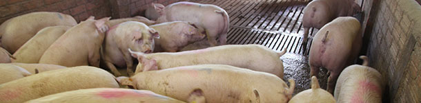 Propuesta para reducir la variabilidad de peso vivo al matadero