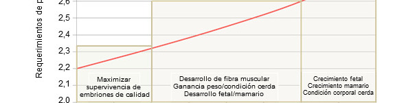 Prioridades en la alimentaci&oacute;n de la cerda en gestaci&oacute;n