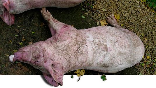 Cerdo muerto