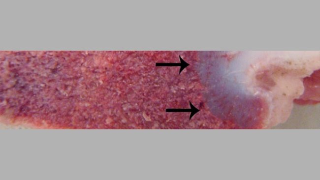 Sindrome della deficienza di vitamina D nei suin