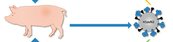 Origine del H1avN2 descritto in Danimarca e Francia
