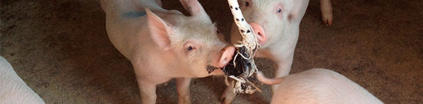 Prelievo in capannina il giorno dopo il loro arrivo