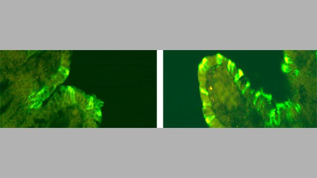 Inmunofluorescenza del PEDv in suini inoculati con CV777