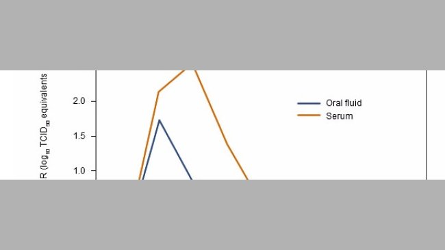 Risultati dei campioni dei fluidi orali e del siero per il PRRSv qRT-PCR secondo la settimana post-inoculazione