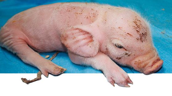 Lech&oacute;n afectado