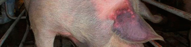 Scrofa non esposta ed infettata per via naturale con il&nbsp;PRRSV tipo 1: si evidenzia cianosi alle orecchie.
