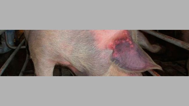 Scrofa non esposta ed infettata per via naturale con il PRRSV tipo 1: si evidenzia cianosi alle orecchie.