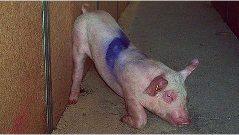 Cerdo afectado