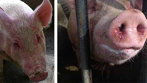 Cerdas enfermas con EM y depresi&oacute;n, anorexia, fiebre, dificultades respiratorias moderadas, descarga nasal y ocular con moco y sangre