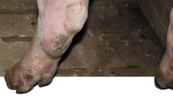 Miembro posterior de una nul&iacute;para