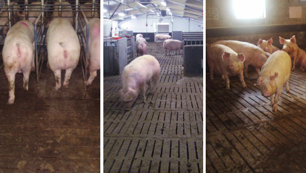 Diversi tipi di stabulazione libera. In tutti i casi l\aumento delle lotte aumenta le zoppie.