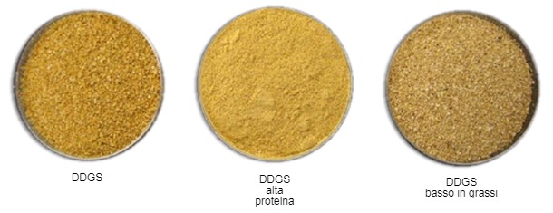 DDGS