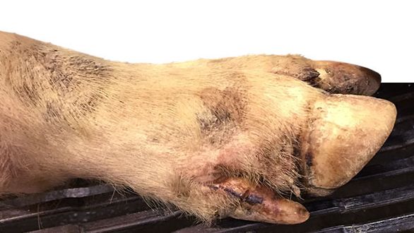 Se detectan algunas peque&ntilde;as lesiones interdigitales, en las almohadillas plantares y en las bandas coronarias