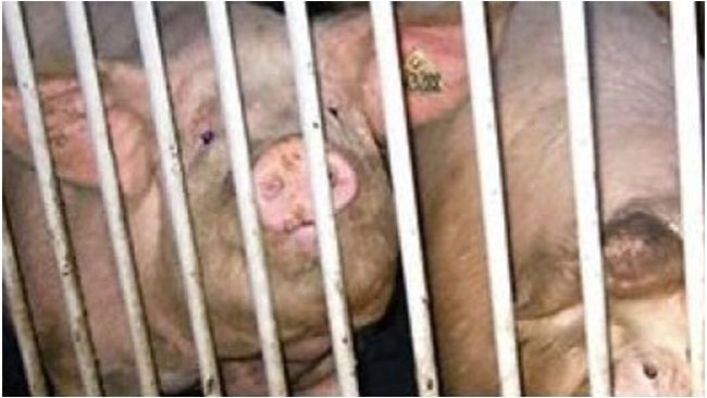 Protocolos de salud para la entrada de reemplazos