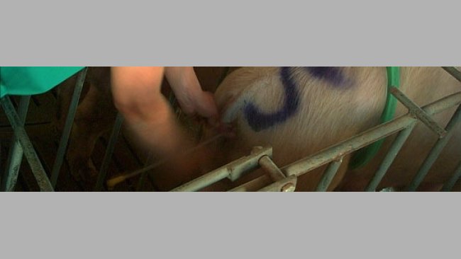 Inseminazione artificiale