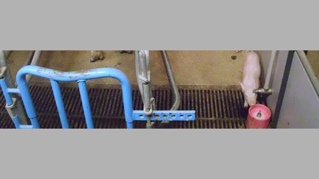 Somministrare latte artificiale dai primi giorni di vita è un'opzione per gestire l'iperprolificità ed evitare diarree