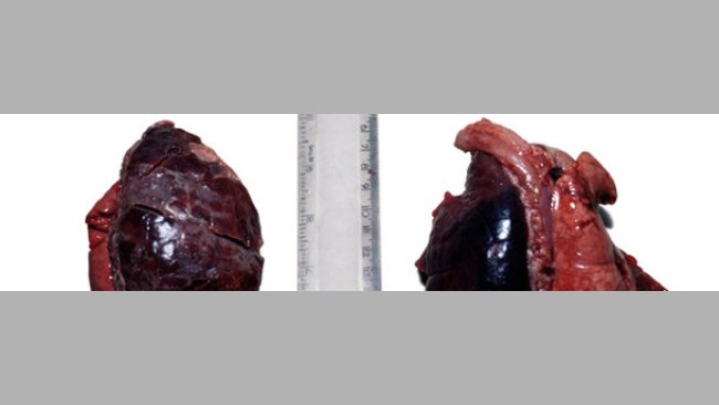 Acpp unilaterale acuto in un suinetto di 2 settimane