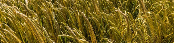 Esperando la presion de cosecha