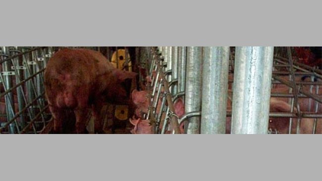 Ricerca calore con verro