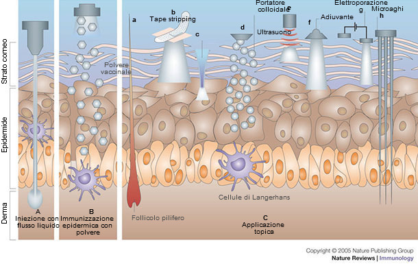 Immunizzazione per via cutanea
